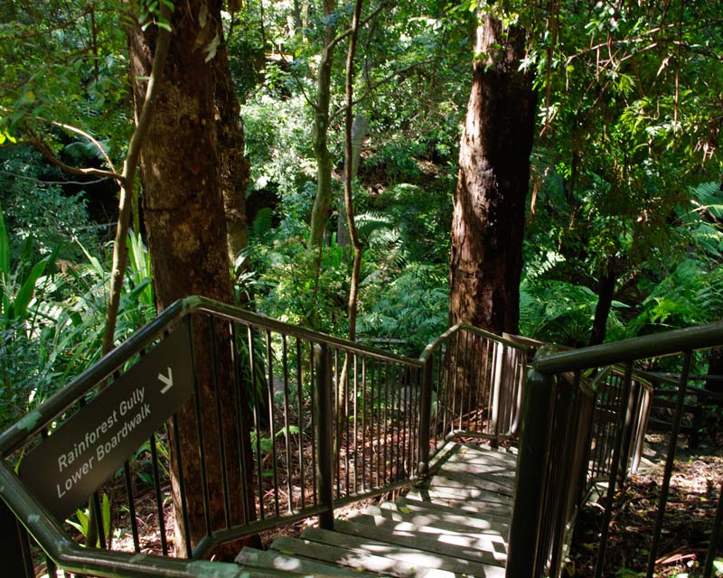 Steps will take visitors down to the Lower Rainforest boardwalk - Australian National Botanic Gardens