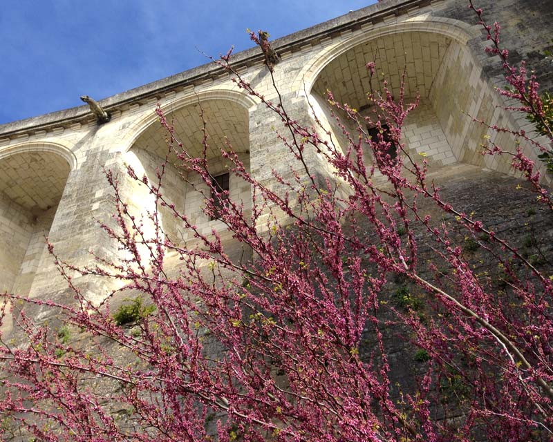 Springtime seeped in hundreds of years of history - Chateau Royal d'Amboise