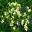 Primulas - spring in Ramster Gardens