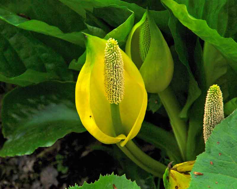 Lysichiton Americanus grow in damp ground on edges of stream and lake - spring in Ramster Gardens