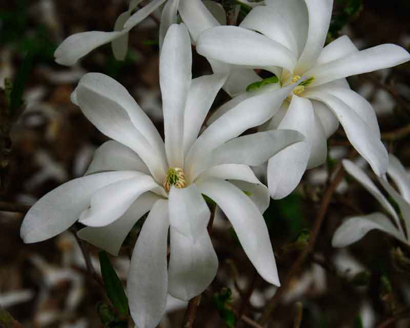 Delicate Magnolia flowers - spring in Ramster Gardens