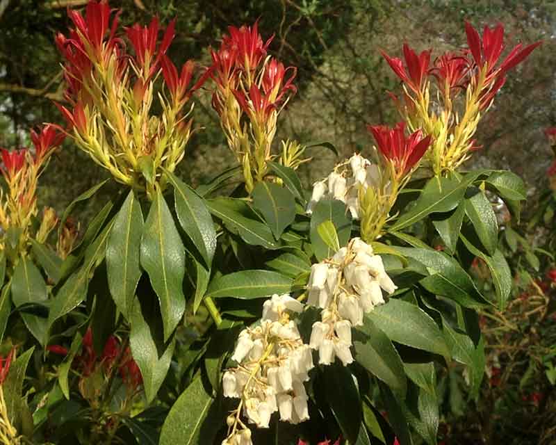 Pieris Forest Flame - spring in Ramster Gardens