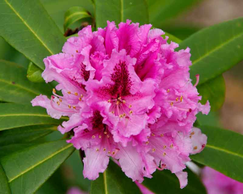 Rhododendron pink flowers - Prince Camille de Rohan - spring in Ramster Gardens