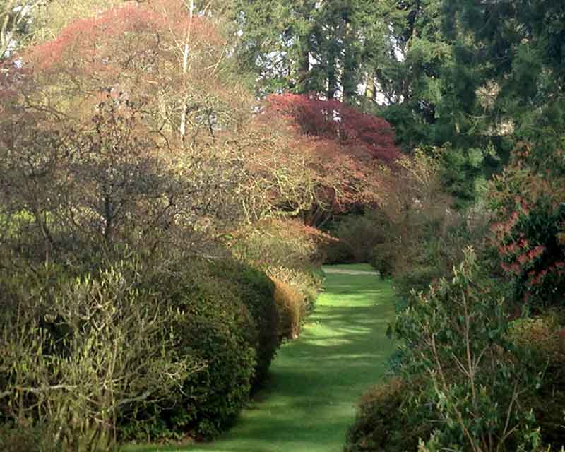 Ramster grassy paths through the azaleas and rhododendrons
