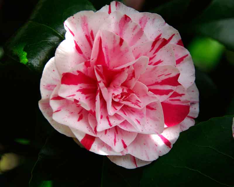 Camellia -Variegated pink and white flower - spring in Ramster Gardens