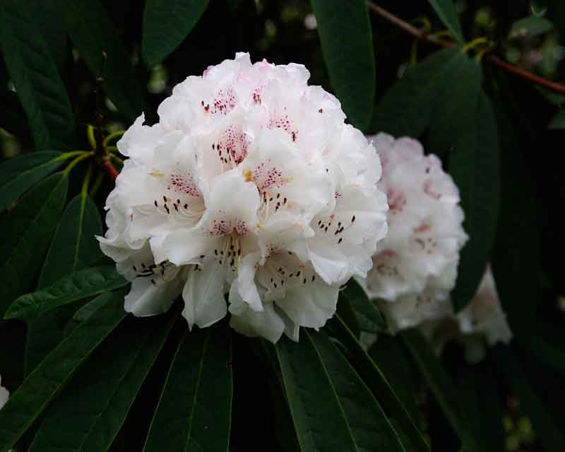 Rhododendron - white flowers with purple speckles - spring in Ramster Gardens