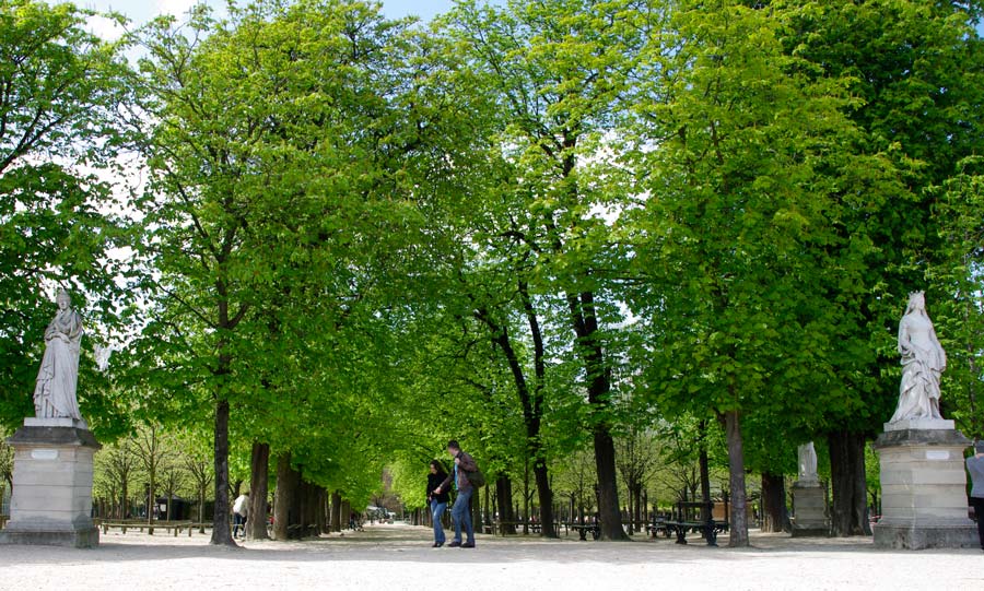Tree-lined walks in the Jardin de Luxembourg