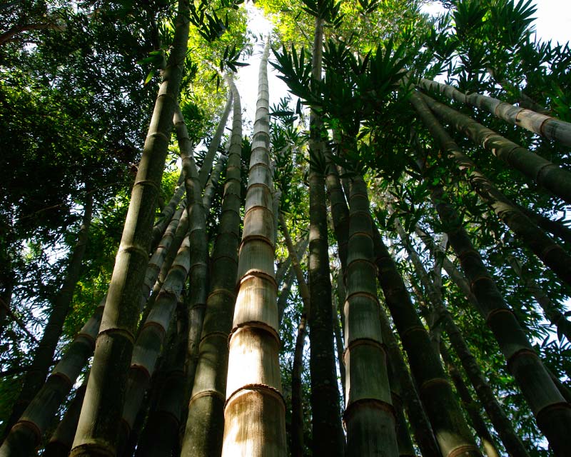 Bamboo Collection - Dendrocalamus asper, Cairns Botanic Garden