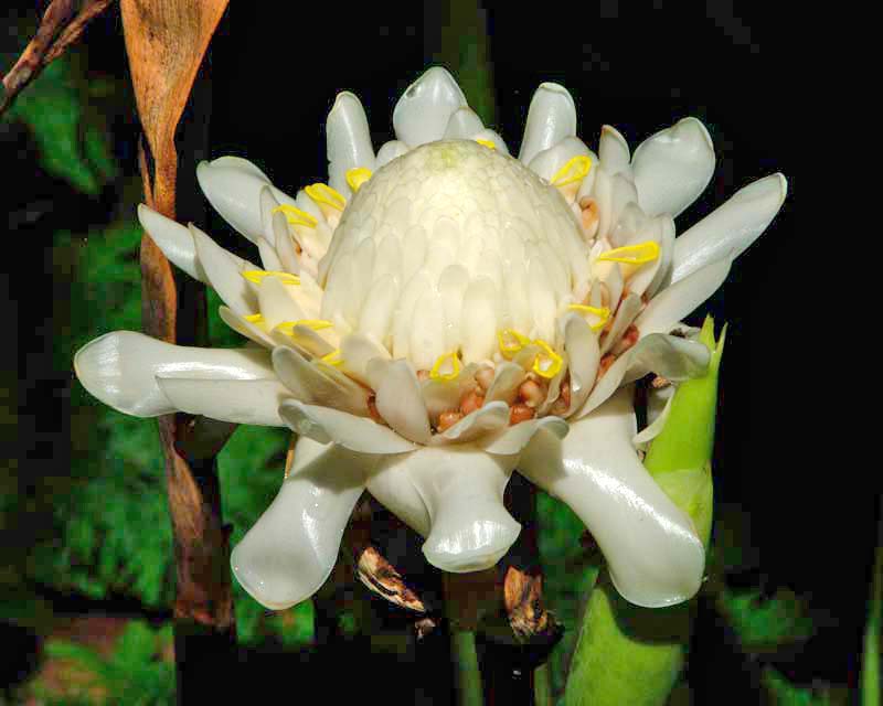 Etlingeria 'White Torch'  Flecker Gardens, Cairns Botanic Garden