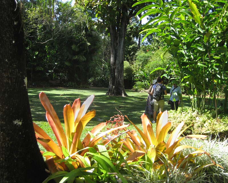 Grassed areas separate the areas of lush vegetation. Flecker Gardens, Cairns Botanic Garden