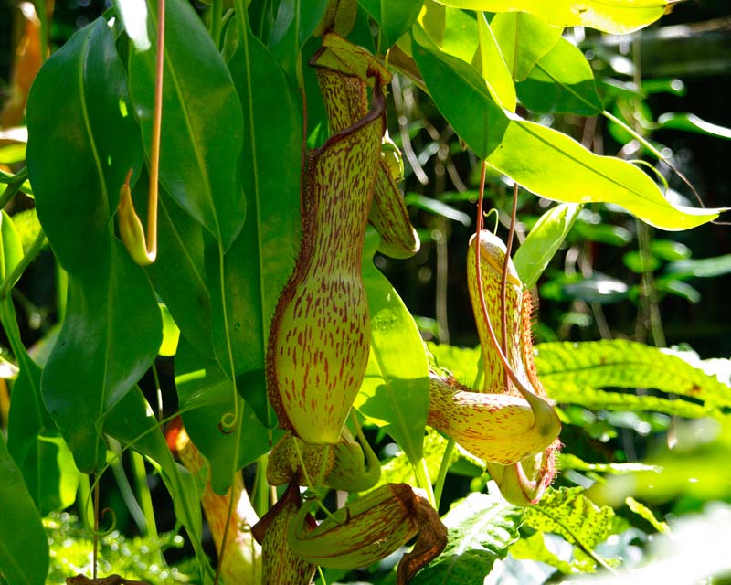 Nepanthaces x Maxima x Rocco - Flecker Gardens, Cairns Botanic Garden