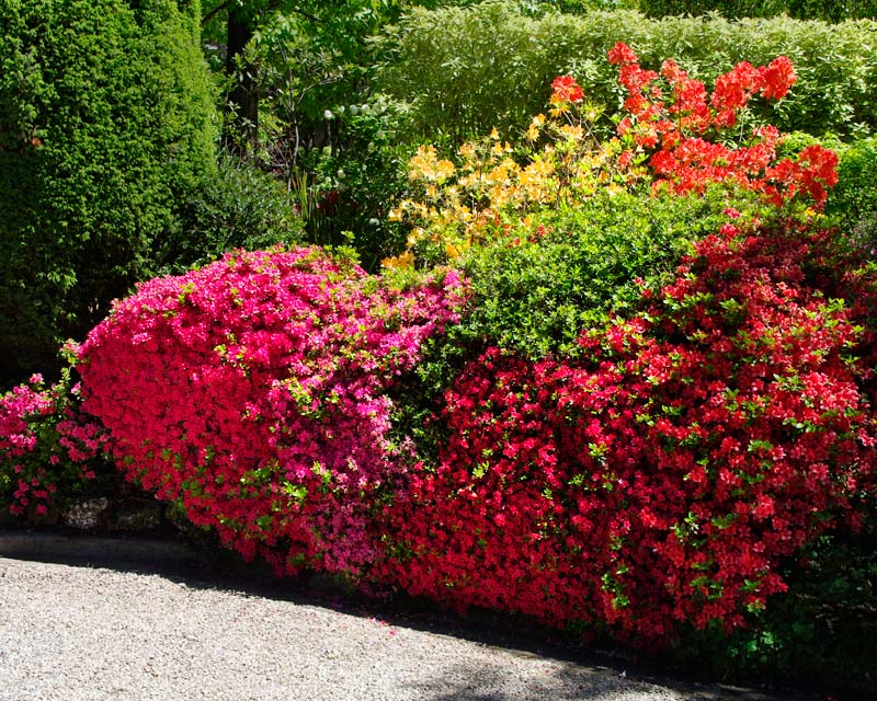 Enjoy the wall of brightly coloured Kurume azalea - Wai-ila Garden - Leura Gardens Festival