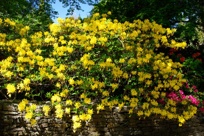 Wonderful display of yellow blooms of a Rhododendron mollis hybrid - Ewanrigg Garden - Leura Gardens Festival