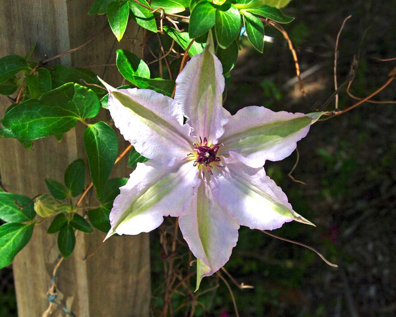 Clematis, believed to be Nelly Moser, as seen at Everglades, Leura