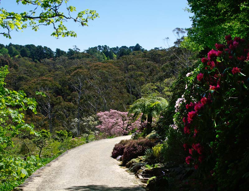 Lower Drive winds gently towards Everglade House, Leura past Rhododendron and Dogwood