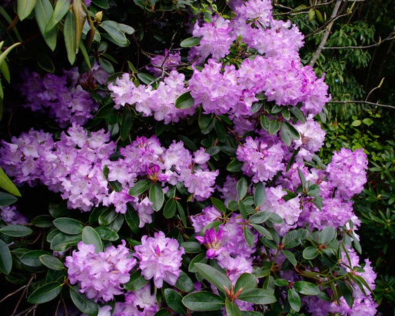 Rhododendrons everywhere at Everglades - Leura