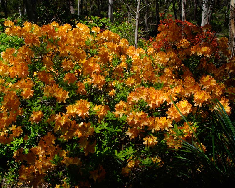 Rhododendron pale orange Mollis hybrid photo taken in Campbell Rhododendron Gardens