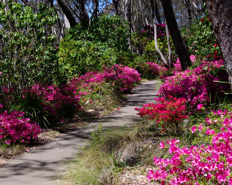 Spring paths are a riot of colour, the Azalea and Rhododendron in full bloom -  Campbell Rhododendron Gardens