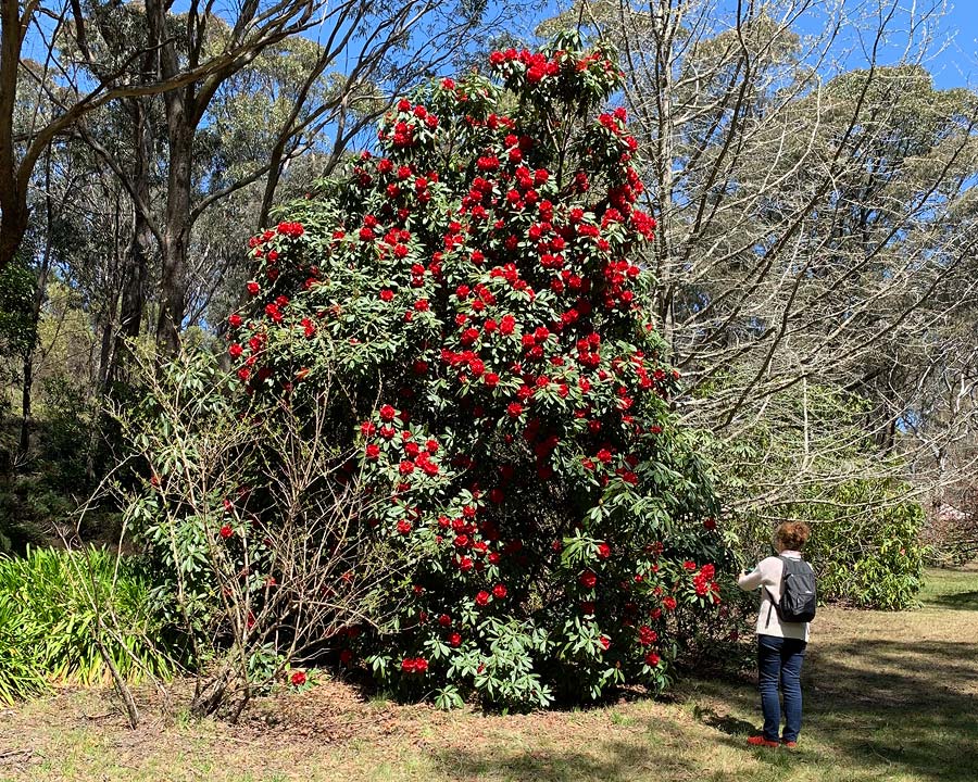 Campbells Rhododendron Gardens in spring - unknown red variety