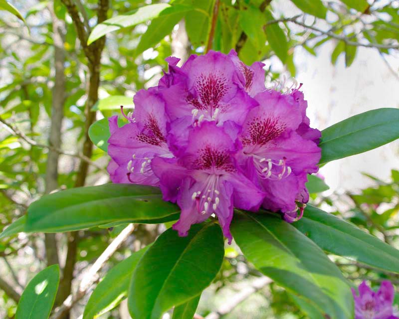 Rhododendron lucidium photo taken in Campbell Rhododendron Gardens