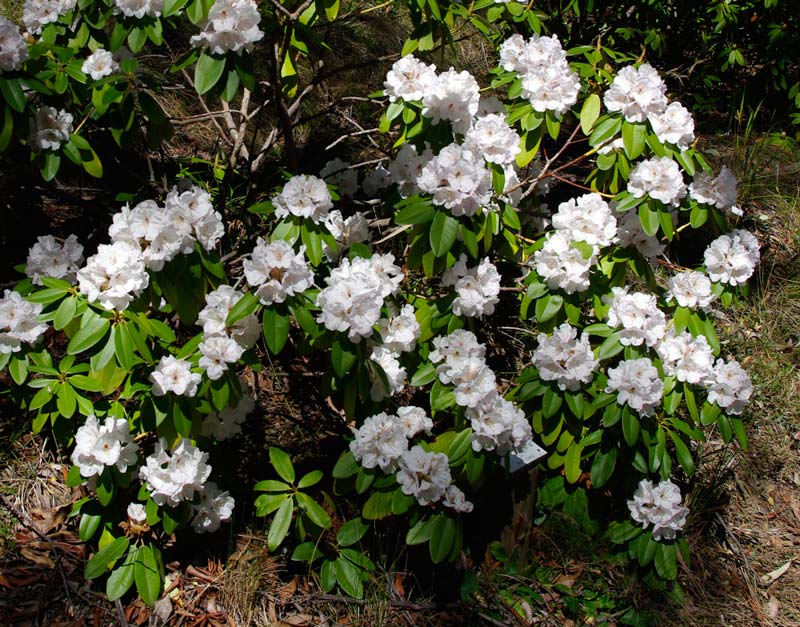 Rhododendron 'Mount Everest' photo taken in Campbell Rhododendron Gardens