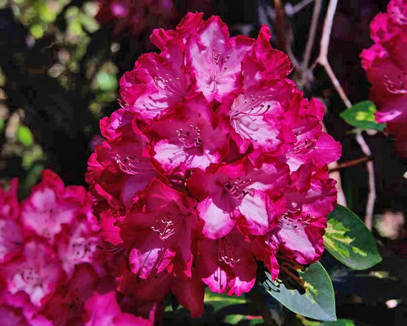 Rhododendron  'President Roosevelt' photo taken in Campbell Rhododendron Gardens