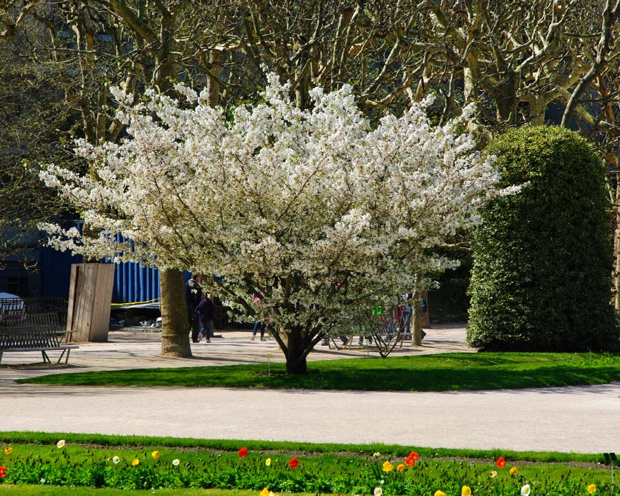 Jardin des Plantes, Paris