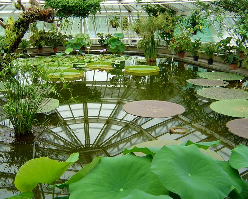 Water lillies in Berlin Botanical Gardens