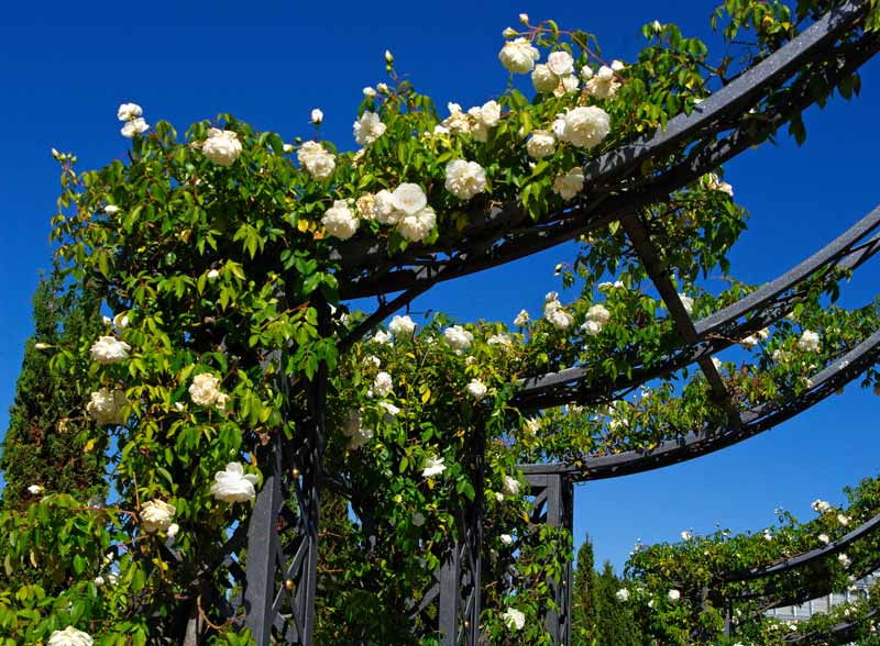 The Rose Arbor - Mayfield Gardens part of the Hawkins Family garden - open during seasonal festivals