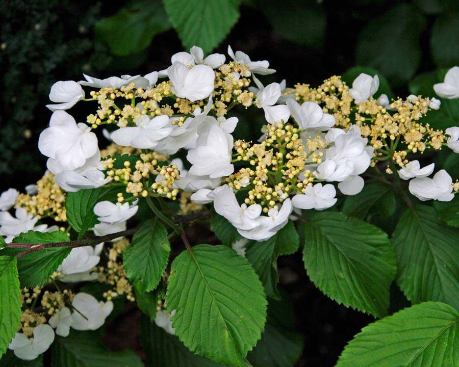 Viburnum plicatum - plenty of these in full bloom in springtime at Mayfield