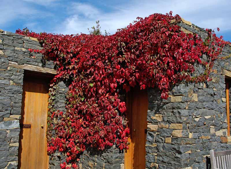 Virginia Creeper turning vibrant shades of red in autumn