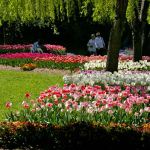 Tulip Top Gardens 