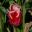 Tulipa Synaeda Tyro has deep pink petals edged with white - photo taken at Tulip Top Gardens