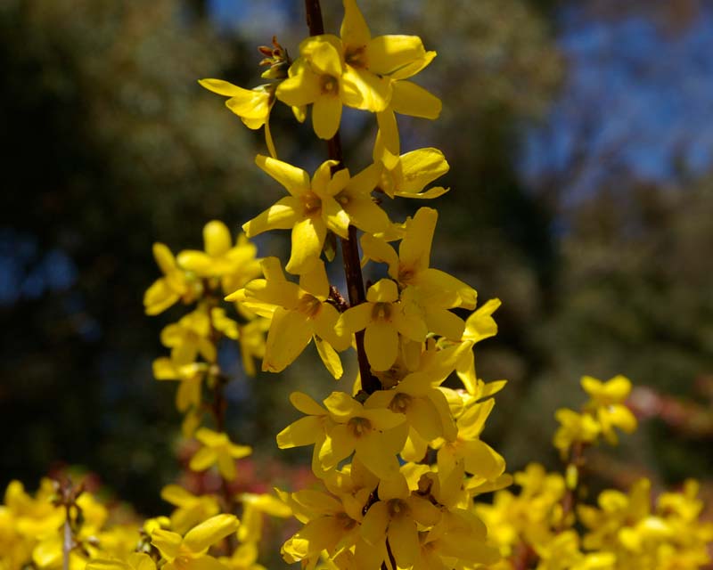 Yellow forsythia flowers - taken at Tulip Top Gardens