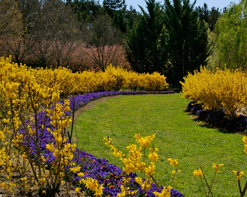 Forsythia and pansy walk at Tulip Top Gardens