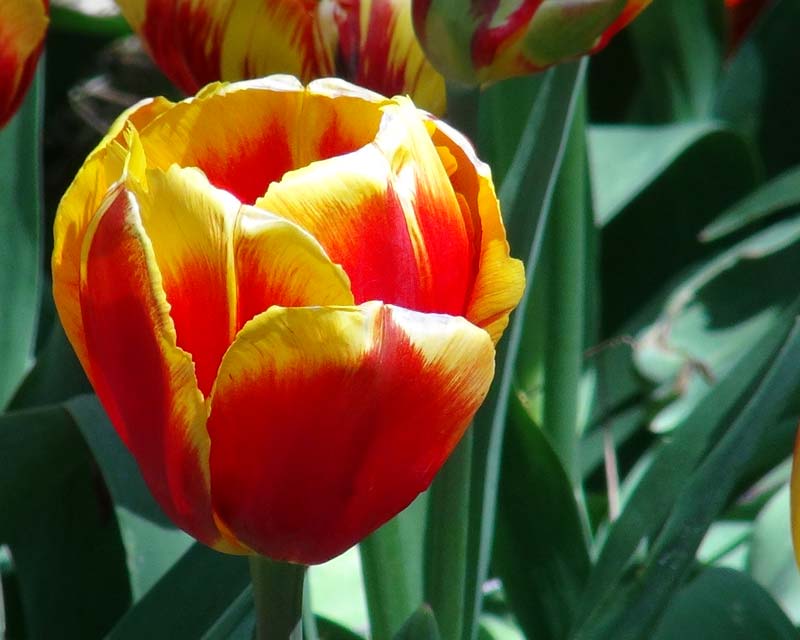 Tulipa Falcon - Tulip Top Gardens