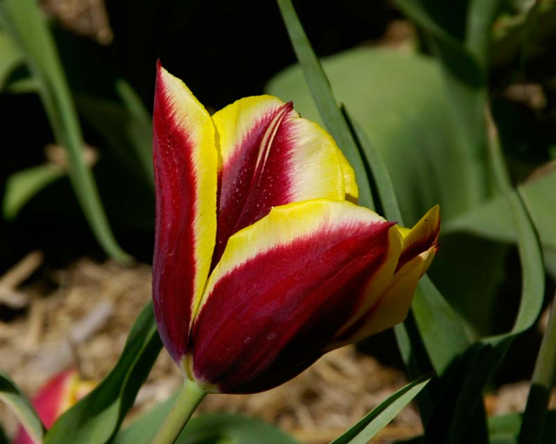 Tulipa Gavotta - Tulip Top Gardens