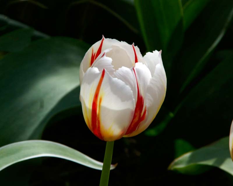 Tulipa Happy Generation - photo taken at Top Tulip Garden