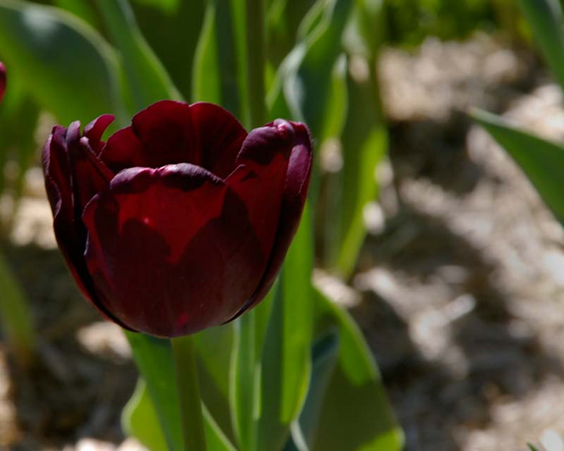 Tulipa Paul Scherer - Tulip Top Gardens