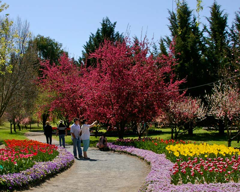 Tulip Top Gardens near Canberra for one month during spring