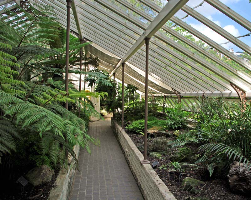 The Fernery at Chelsea Physic Garden