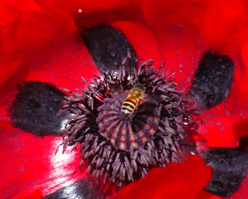 Papaver bracteatum - the poppy providing the bees with plenty of energy at Chelsea Physic Garden