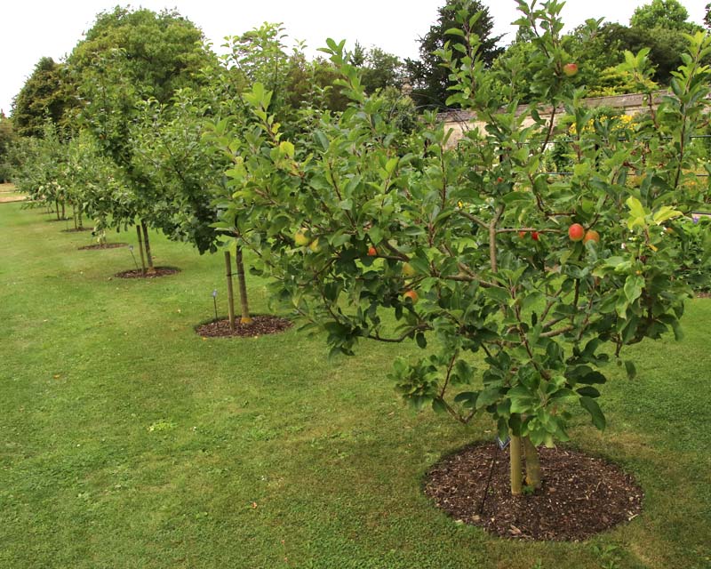 Orchard in Lower Gardens Oxford Botanic Gardens