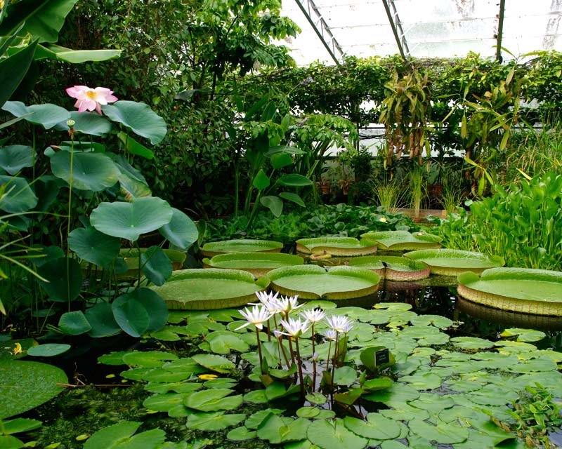 Waterlilly Glasshouse at Oxford Botanic Garden