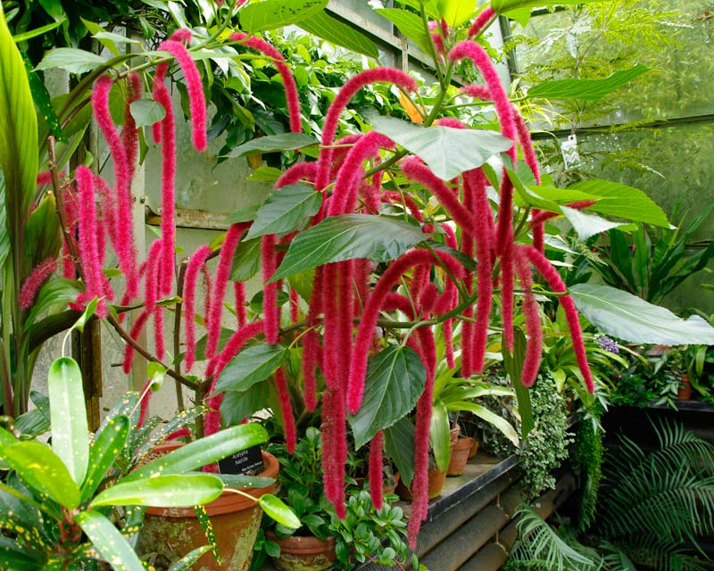 Acalypha hispida as seen in the glasshouses at Oxford Botanic Gardens
