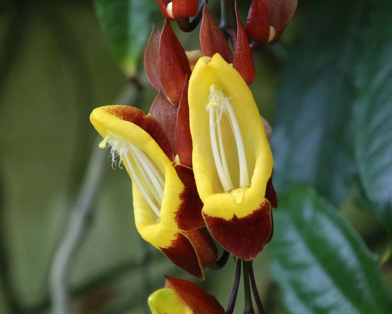 Thunbergia mysorensis as seen at Oxford Botanic Gardens
