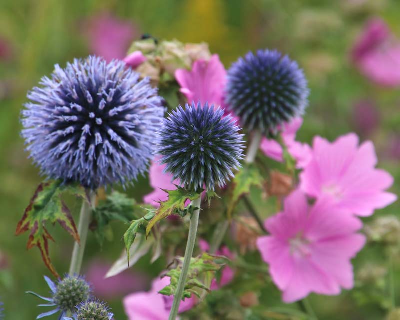Summer Flowers at Oxford Botanic Gardens