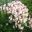 Aquilegia hybrids - Herbacious border Polesden Lacey