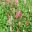 Persicaria affinis Superba - Herbacious Borders Polesden Lacey