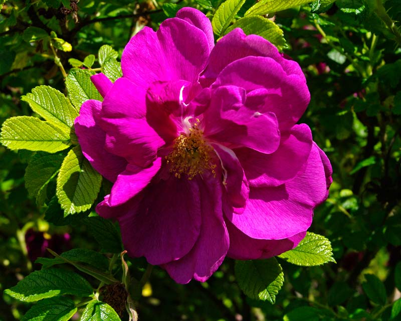 Growing in the borders of the Rose Garden this lovely scrambling Rose - Rosa Roseraie de l'Hay - Polesden Lacey